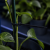 Opaska zaciskowa Czarna UV 4.8x250mm 100 szt